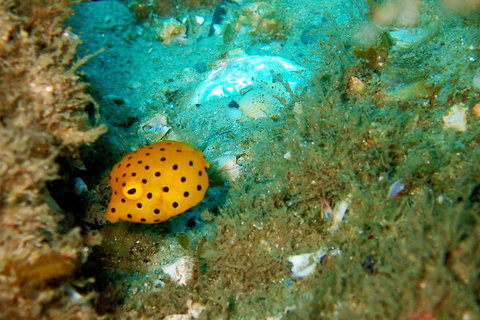 Wave Break Island Scuba Diving On The Gold Coast - Gold Coast 3