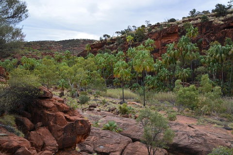 Palm Valley And Hermannsburg 1 Day 4WD Tour - Tourism Gold Coast 4
