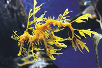 SEA LIFE Melbourne Aquarium Admission Ticket