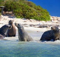 Dolphin Penguin and Sea Lion Cruise - Tourism Gold Coast