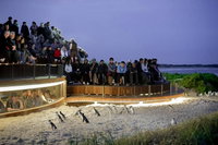 2-Day Great Ocean Road Mornington Peninsula and Phillip Island Tour, Melbourne