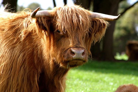 Melbourne Super Saver: Great Ocean Road + Phillip Island + Attraction Pass - Tourism Gold Coast 1