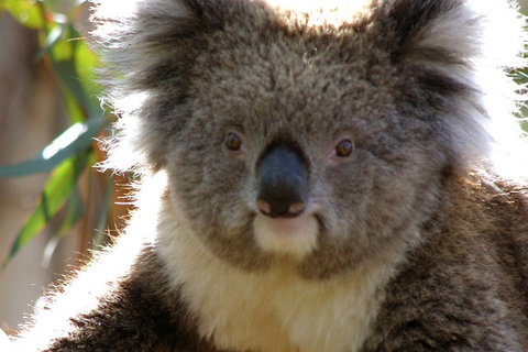 Melbourne Super Saver: Great Ocean Road + Phillip Island + Attraction Pass - Tourism Gold Coast 3