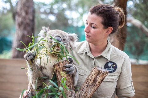 Melbourne Super Saver: Great Ocean Road + Phillip Island + Attraction Pass - Tourism Gold Coast 4