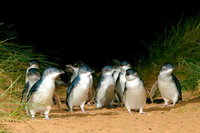 Puffing Billy Moonlit Sanctuary  Penguins Day Tour, Melbourne