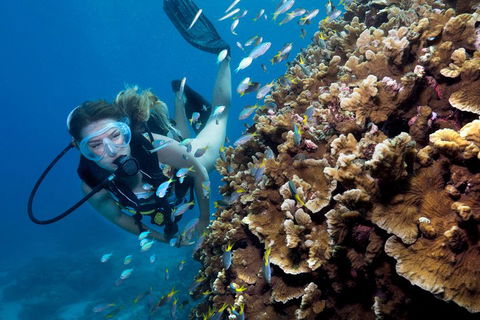 Great Barrier Reef Diving And Snorkeling Cruise From Cairns - Gold Coast 1