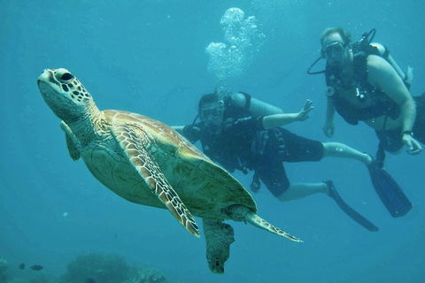 Ocean Freedom Great Barrier Reef Personal Luxury Snorkel & Dive Cruise, Cairns - Tourism Gold Coast 4