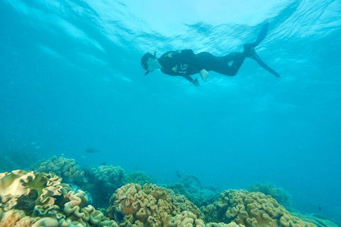 Ocean Freedom Great Barrier Reef Personal Luxury Snorkel & Dive Cruise, Cairns - Tourism Gold Coast 5