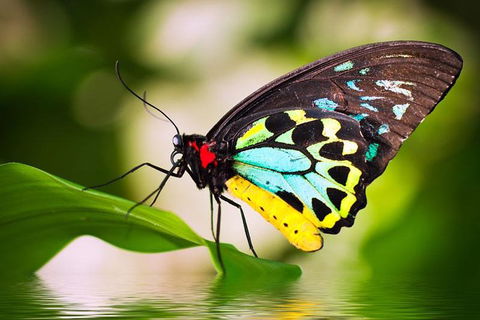 Australian Butterfly Sanctuary - Tourism Gold Coast 4