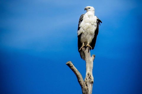 Kangaroo Island 75-Minute Ocean Safari - Tourism Gold Coast 0