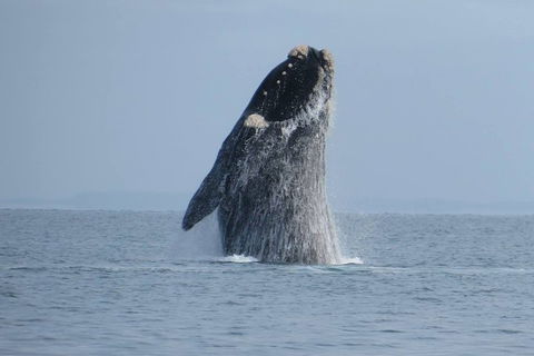 Kangaroo Island 75-Minute Ocean Safari - Tourism Gold Coast 2