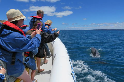 Kangaroo Island 75-Minute Ocean Safari - Tourism Gold Coast 3