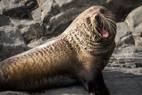 Kangaroo Island 75-Minute Ocean Safari - Tourism Gold Coast 5