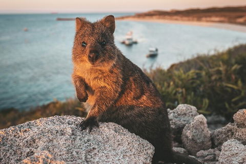 Rottnest Island Roundtrip Fast Ferry From Hillarys Boat Harbour - Tourism Gold Coast 5