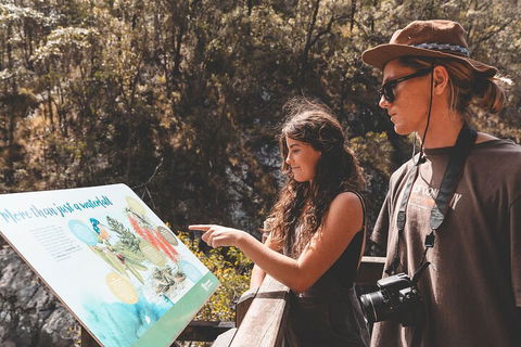 Springbrook AndTamborine Rainforest Tour Incl Natural Bridge And Glow Worm Cave - Tourism Gold Coast 0