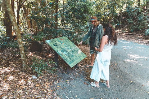 Springbrook AndTamborine Rainforest Tour Incl Natural Bridge And Glow Worm Cave - Tourism Gold Coast 5