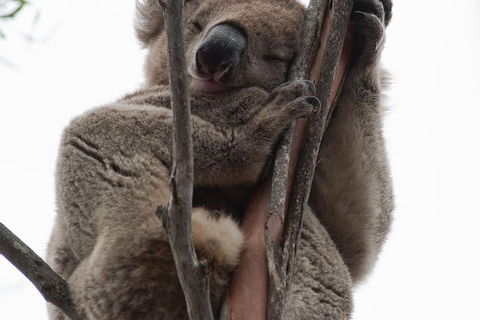 2-Day Kangaroo Island 4WD Small-Group Tour From Adelaide - Tourism Gold Coast 0