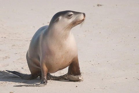 2-Day Kangaroo Island 4WD Small-Group Tour From Adelaide - Tourism Gold Coast 4