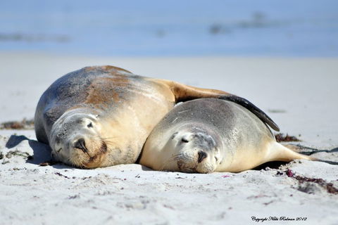 NEW TOUR - Kangaroo Island Road To Recovery Tour (1 Day/1 Night) - Tourism Gold Coast 1