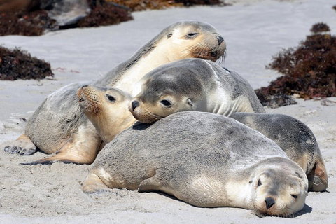 Small-Group Kangaroo Island 4WD Tour From Adelaide - Tourism Gold Coast 1