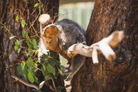 Melbourne City Tour and Phillip Island in One Day