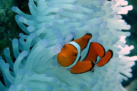 Seastar Luxury Outer Great Barrier Reef Island And Reef Tour From Cairns - Gold Coast 0