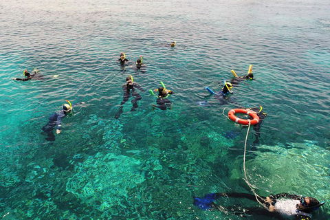 Seastar Luxury Outer Great Barrier Reef Island And Reef Tour From Cairns - Gold Coast 2