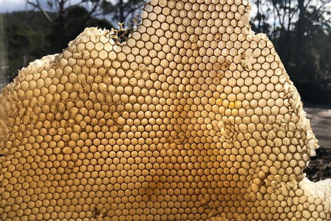 Bruny Island Day Tour, Includes Lunch And Exclusive Lighthouse Tour - Gold Coast 1