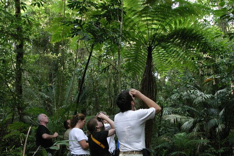 Atherton Tablelands Rain Forest By Night From Cairns - Tourism Gold Coast 3