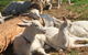 Mornington Peninsula Winery Tours With Cheese, Chocolate Tastings From Melbourne - thumb 0