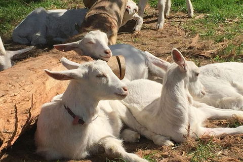 Mornington Peninsula Winery Tours With Cheese, Chocolate Tastings From Melbourne - Tourism Gold Coast 0