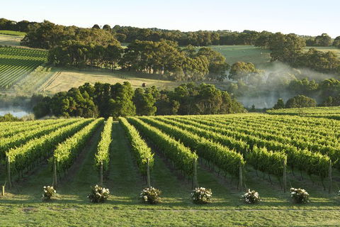 Mornington Peninsula Winery Tours With Cheese, Chocolate Tastings From Melbourne - Tourism Gold Coast 4