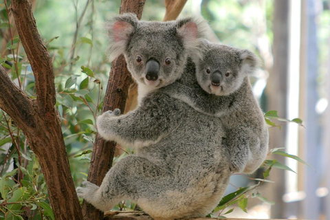 Lone Pine Koala Sanctuary Admission With Brisbane River Cruise - Tourism Gold Coast 3