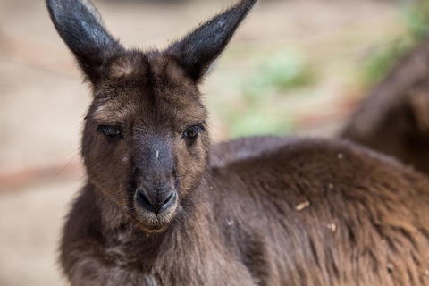 Australian Wildlife Tour At Melbourne Zoo Ticket - Tourism Gold Coast 0