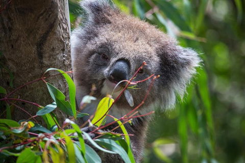 Australian Wildlife Tour At Melbourne Zoo Ticket - Tourism Gold Coast 1