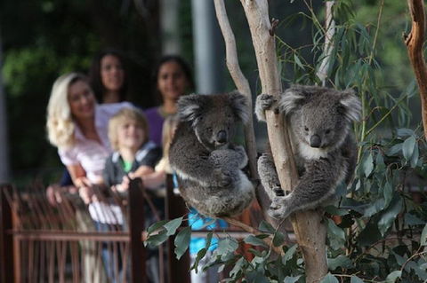 Australian Wildlife Tour At Melbourne Zoo Ticket - Tourism Gold Coast 2