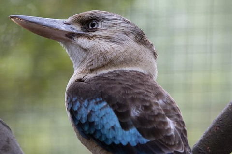 Australian Wildlife Tour At Melbourne Zoo Ticket - Tourism Gold Coast 4