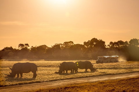 Sunset Safari At Werribee Open Range Zoo - Tourism Gold Coast 2