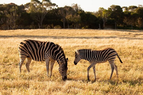 Sunset Safari At Werribee Open Range Zoo - Tourism Gold Coast 3