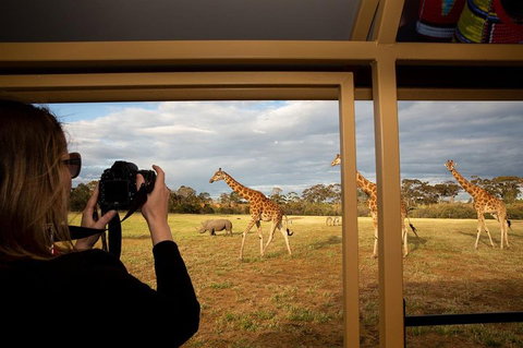Sunset Safari At Werribee Open Range Zoo - Tourism Gold Coast 4