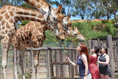 Slumber Safari At Werribee Open Range Zoo - Tourism Gold Coast 3