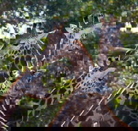 Werribee Open Range Zoo General Admission Ticket - Tourism Gold Coast