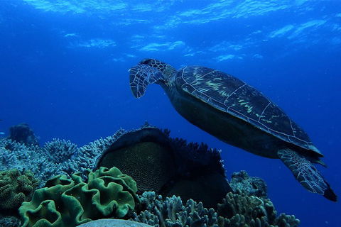 3 Day Whitsundays Sailing And Diving Adventure: Kiana - Tourism Gold Coast 2