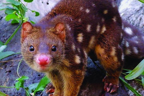 Hartley's Crocodile Adventures Breakfast With The Koalas - Tourism Gold Coast 2