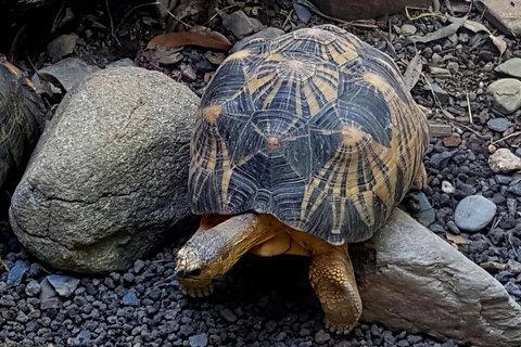 Hartley's Crocodile Adventures Breakfast With The Koalas - Tourism Gold Coast 4