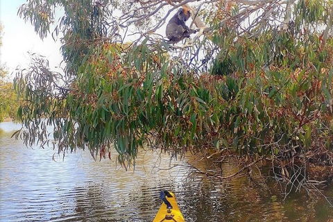Kangaroo Island Self-Guided Kayaking On The Harriet River - Tourism Gold Coast 4