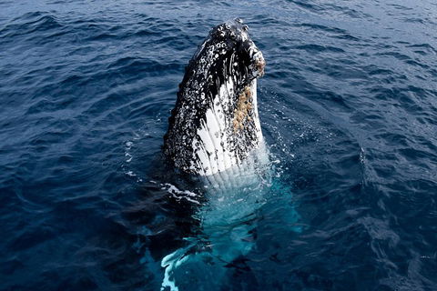 Phillip Island Whale Watching Tour - Gold Coast 0