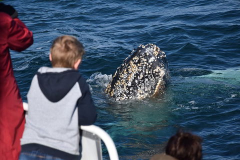 Phillip Island Whale Watching Tour - Gold Coast 2