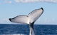 Phillip Island Whale Watching Tour - thumb 3