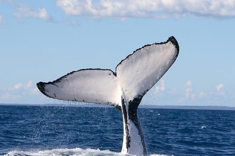 Phillip Island Whale Watching Tour - Gold Coast 3